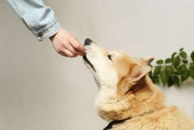 Allergies And Dogs Diet Tips Image1