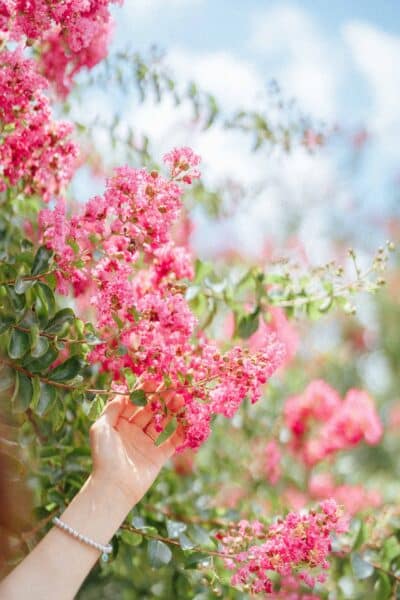 Crepe Myrtle Gardener Lifestyle Favorite Image2