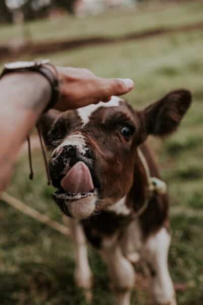 Raising Cattle Business Helpful Tips Image2