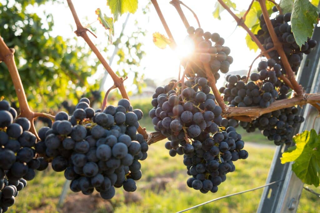 Sustainable Grape Farming Practices In The Era Of Climate Change