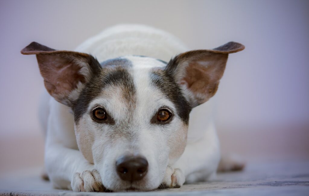 Daily Habits You Can Adopt To Promote Your Pet’s Health And Vitality