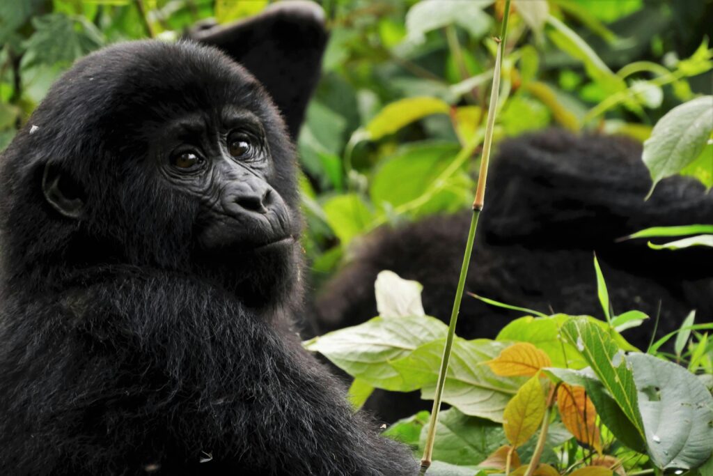 Gorilla Encounters In Uganda: A Journey Into The Heart Of The Wild