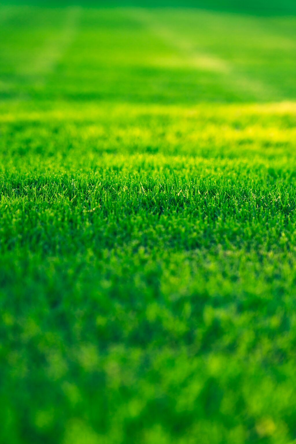 Importance Proper Lawn Maintenance Importance Proper Lawn Maintenance