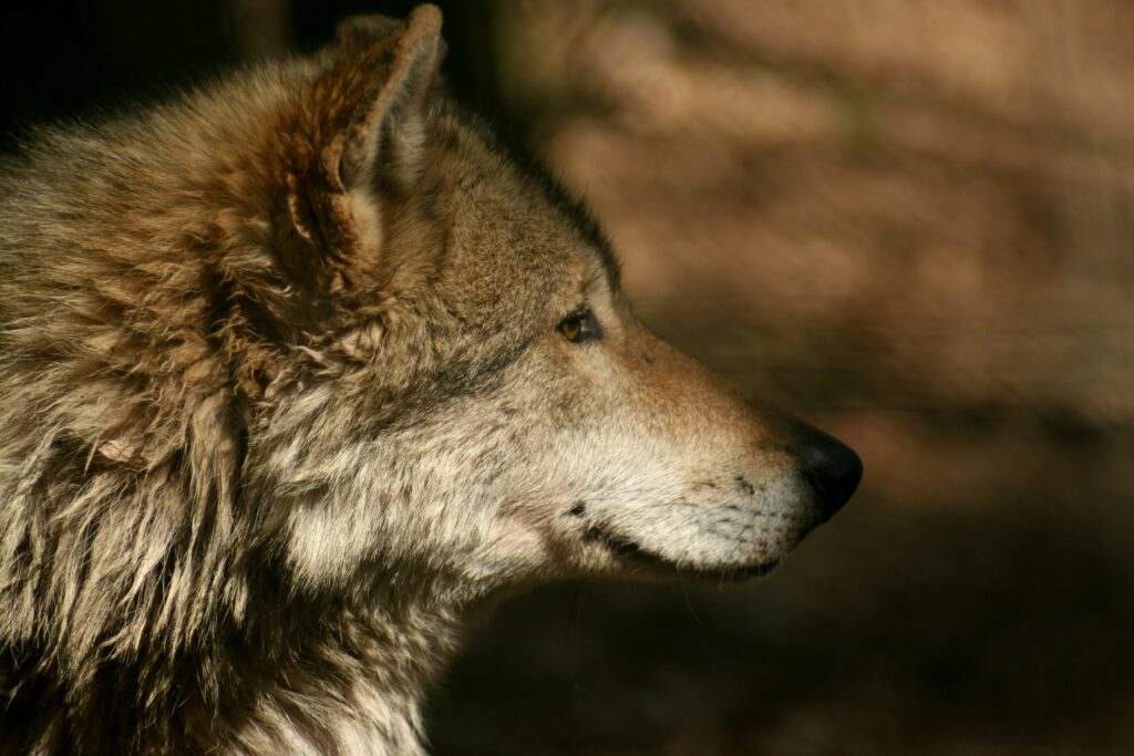 Native American Perspectives On Dire Wolf De-Extinction
