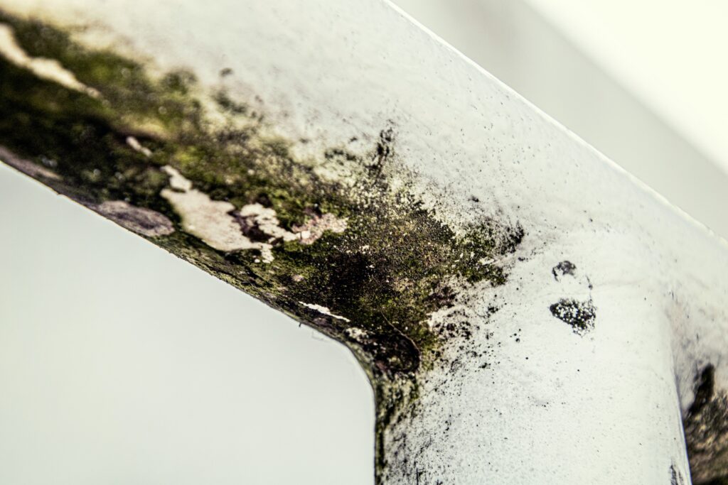 Best Reasons To Take An Online Mould Remediation Course