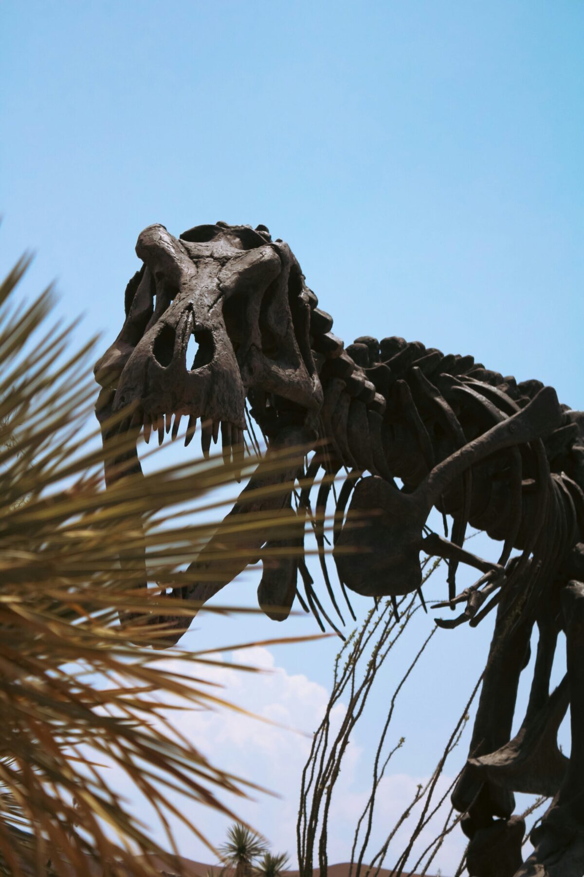 The Science Behind Accurate Dinosaur Skeleton Reconstructions Featured image