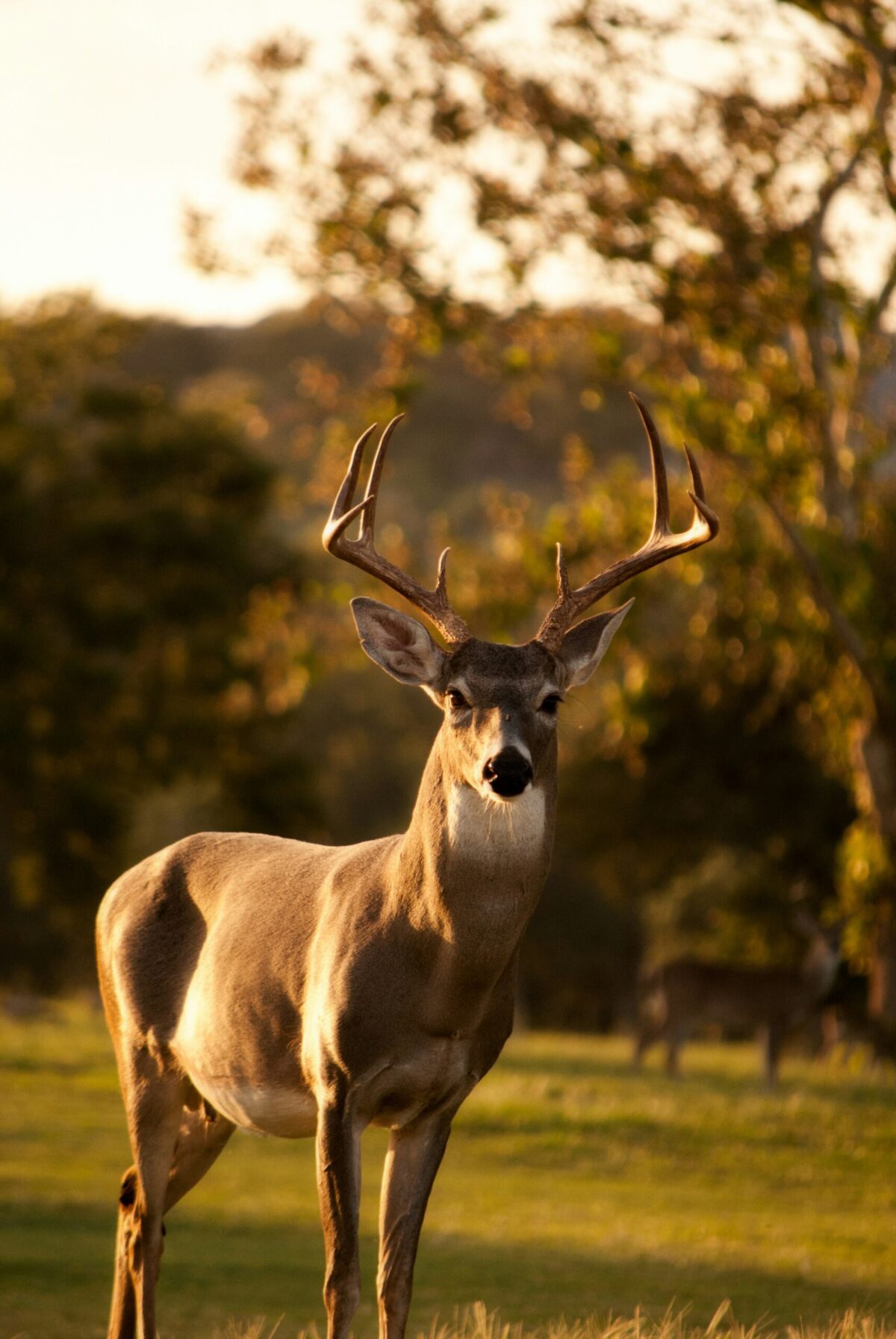 How Implementing Deer Control Services Reduces Landscape Damage Footer image